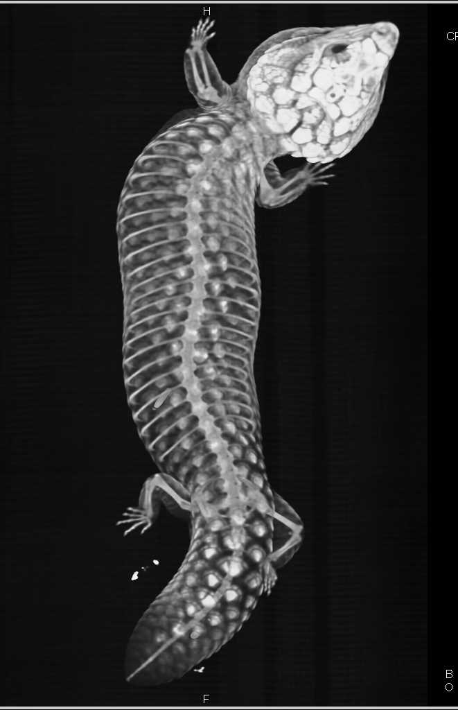 3D of a Skink - CTisus CT Scan