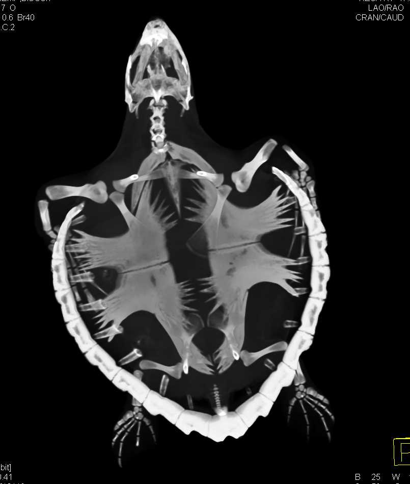 Normal Turtle in 3D - CTisus CT Scan