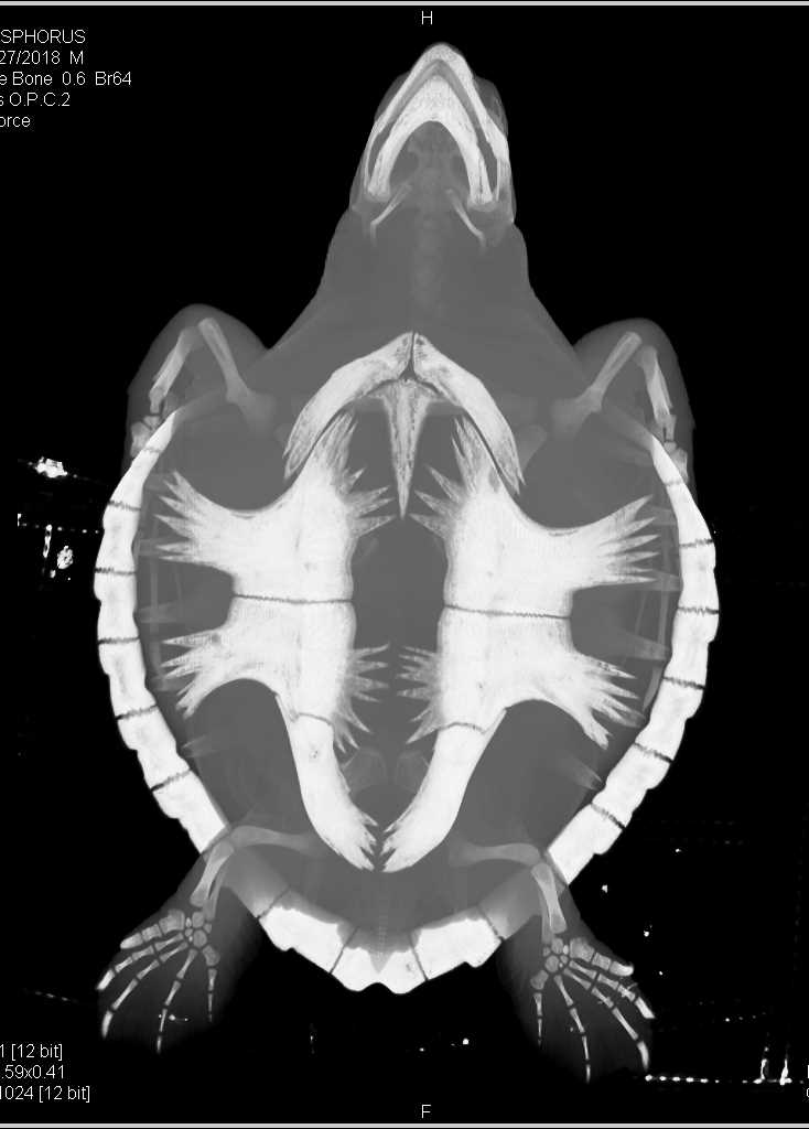 CT Turtle with Nice Lung 3D - CTisus CT Scan