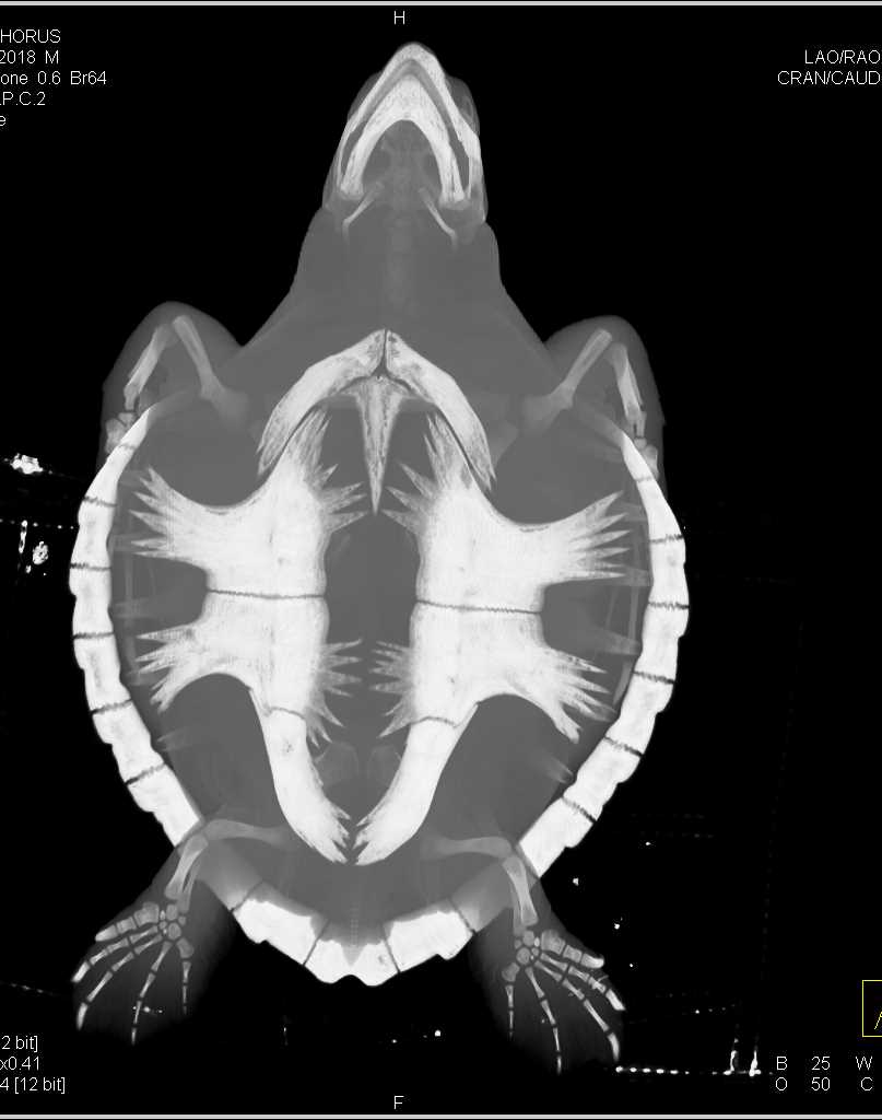 CT Turtle with Nice Musculoskeletal Imaging - CTisus CT Scan